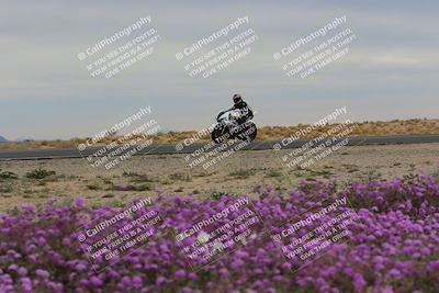 media/Jan-14-2023-SoCal Trackdays (Sat) [[497694156f]]/Turn 14 Exit Bloomig (145pm)/